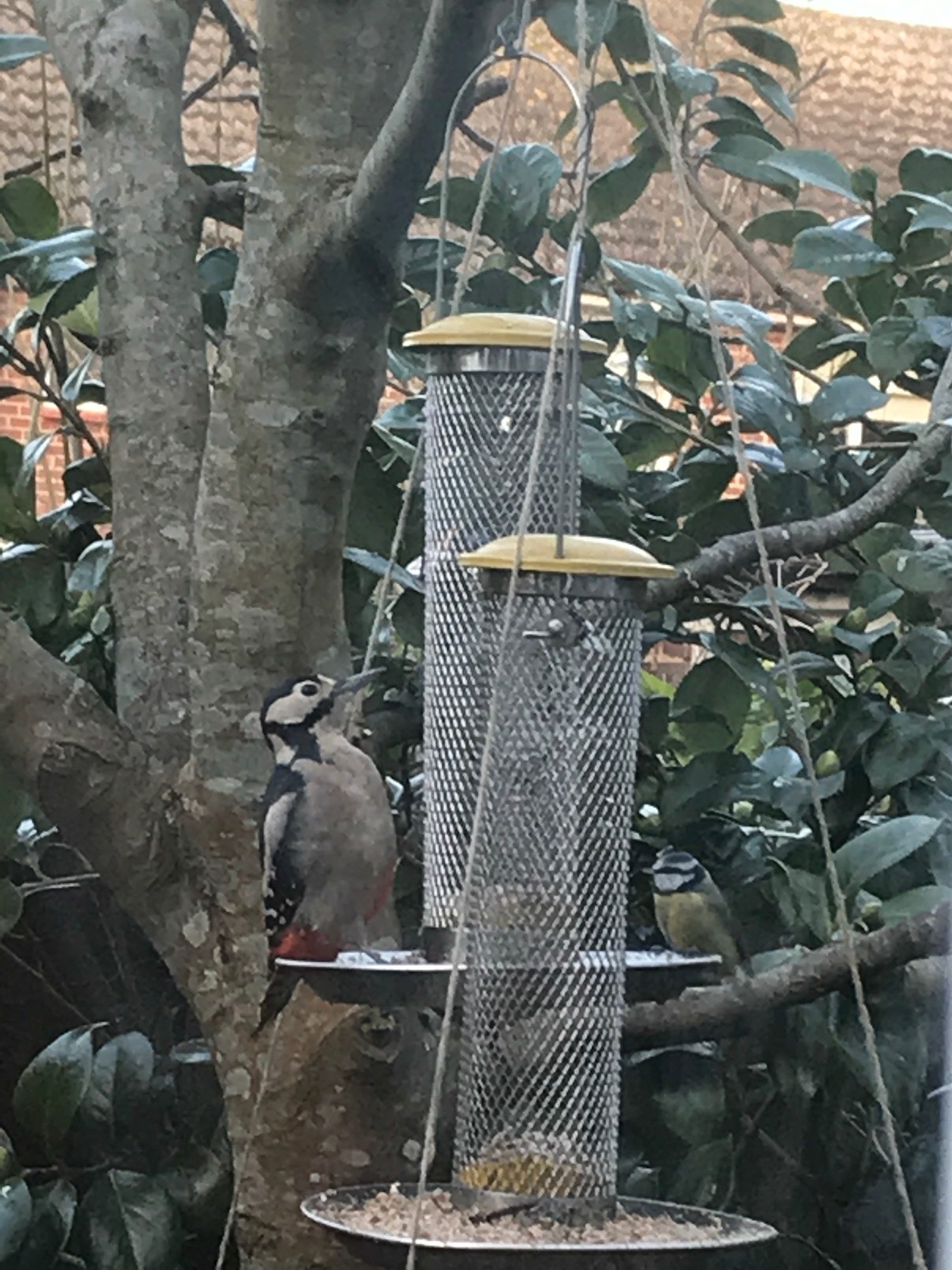 The Kitchen Window: Great spotted woodpecker and a tough little blue tit.