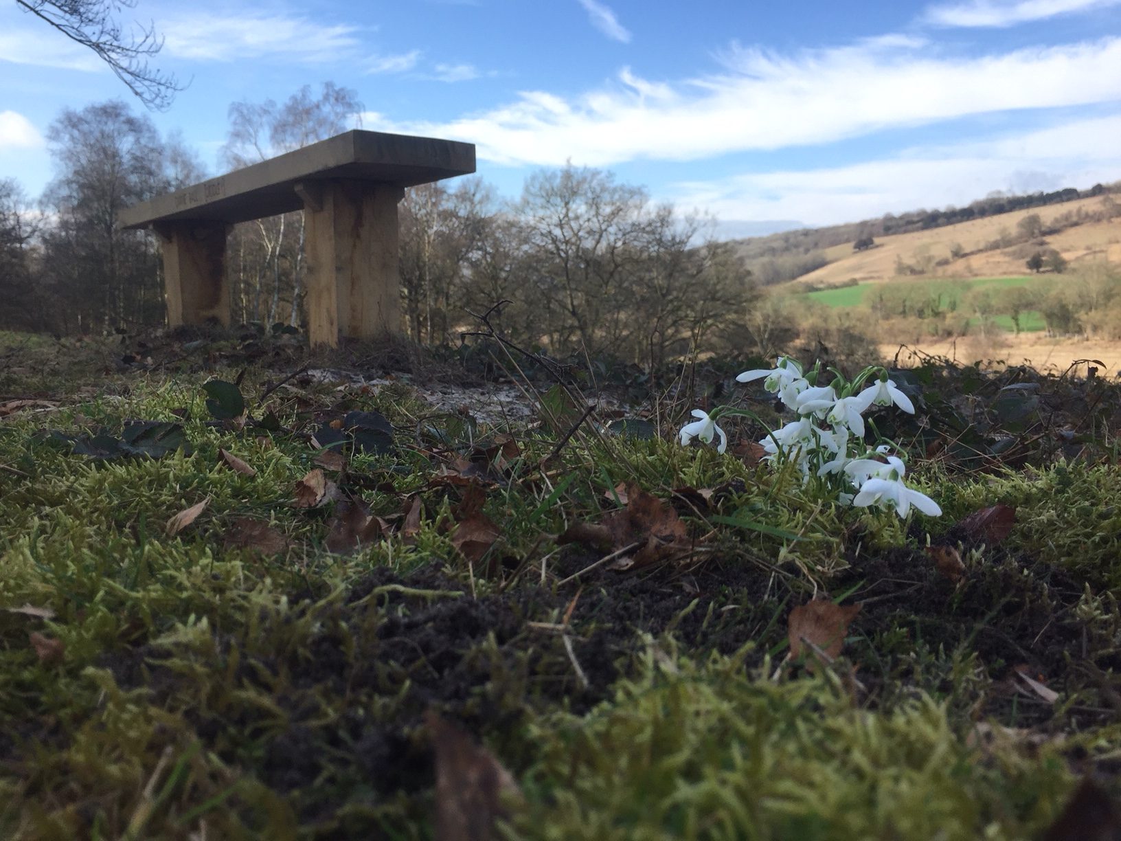 Bench: Snowdrops from Cherrington Lake. Cotswolds.