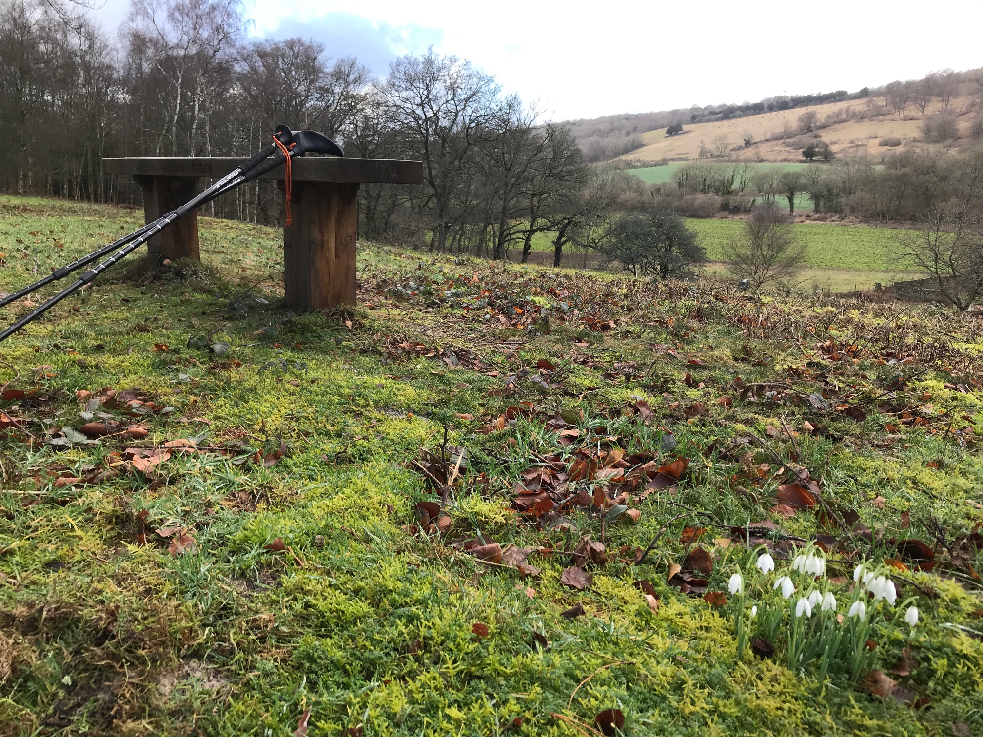 Salzburg: Snowdrops at Abinger Roughs.