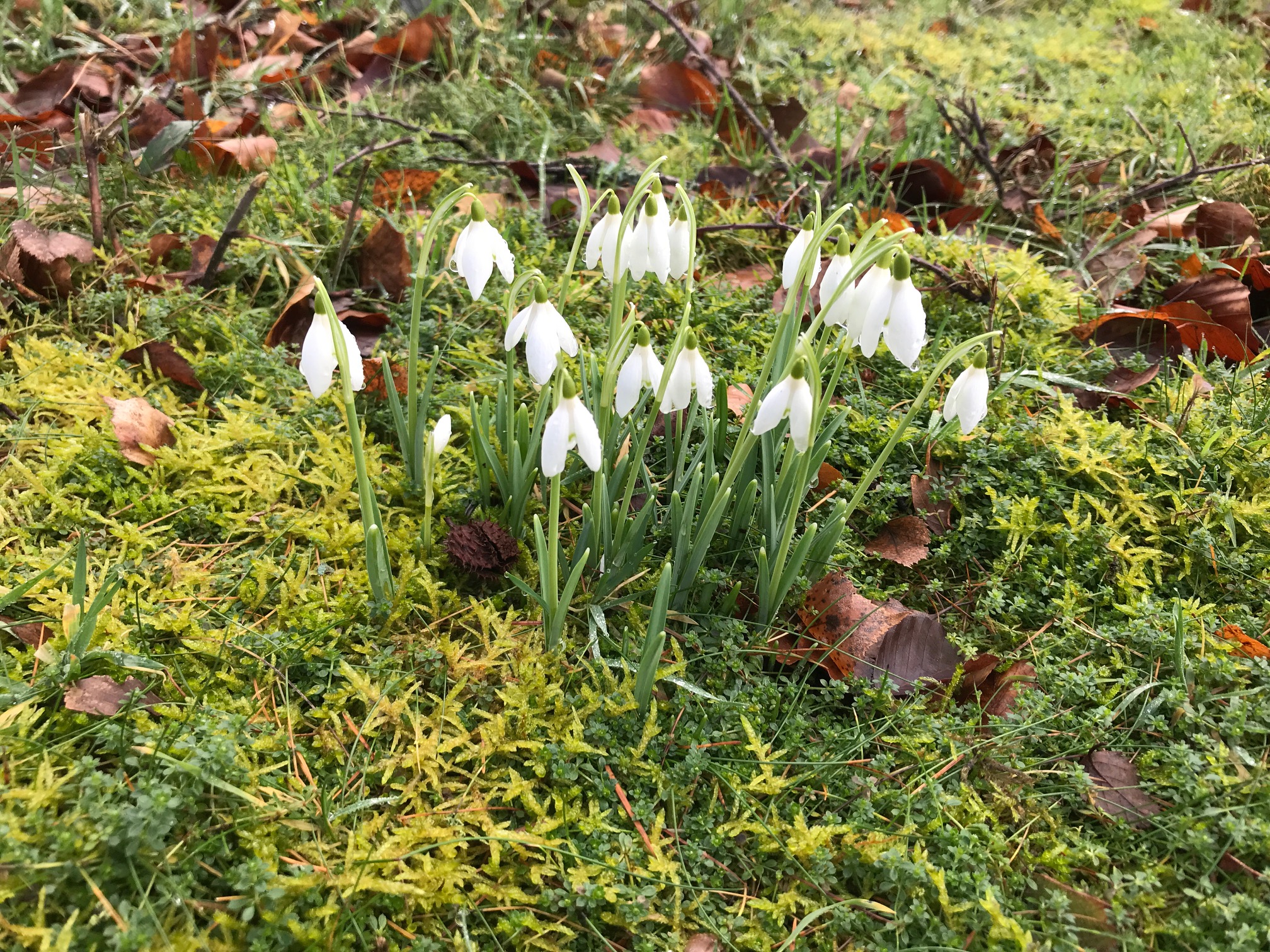 Salzburg: Snowdrops at Abinger Roughs.