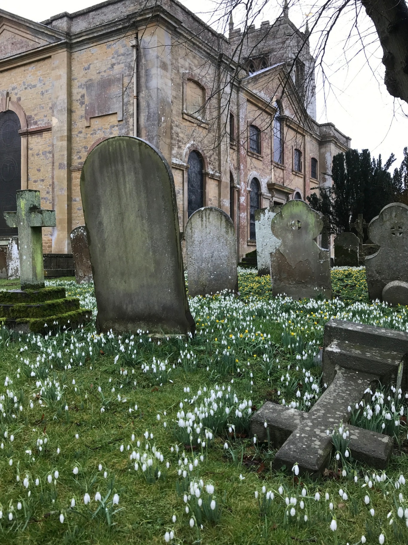 Apricot Village: The glory of snowdrops that enhance so many graveyards in late winter.
