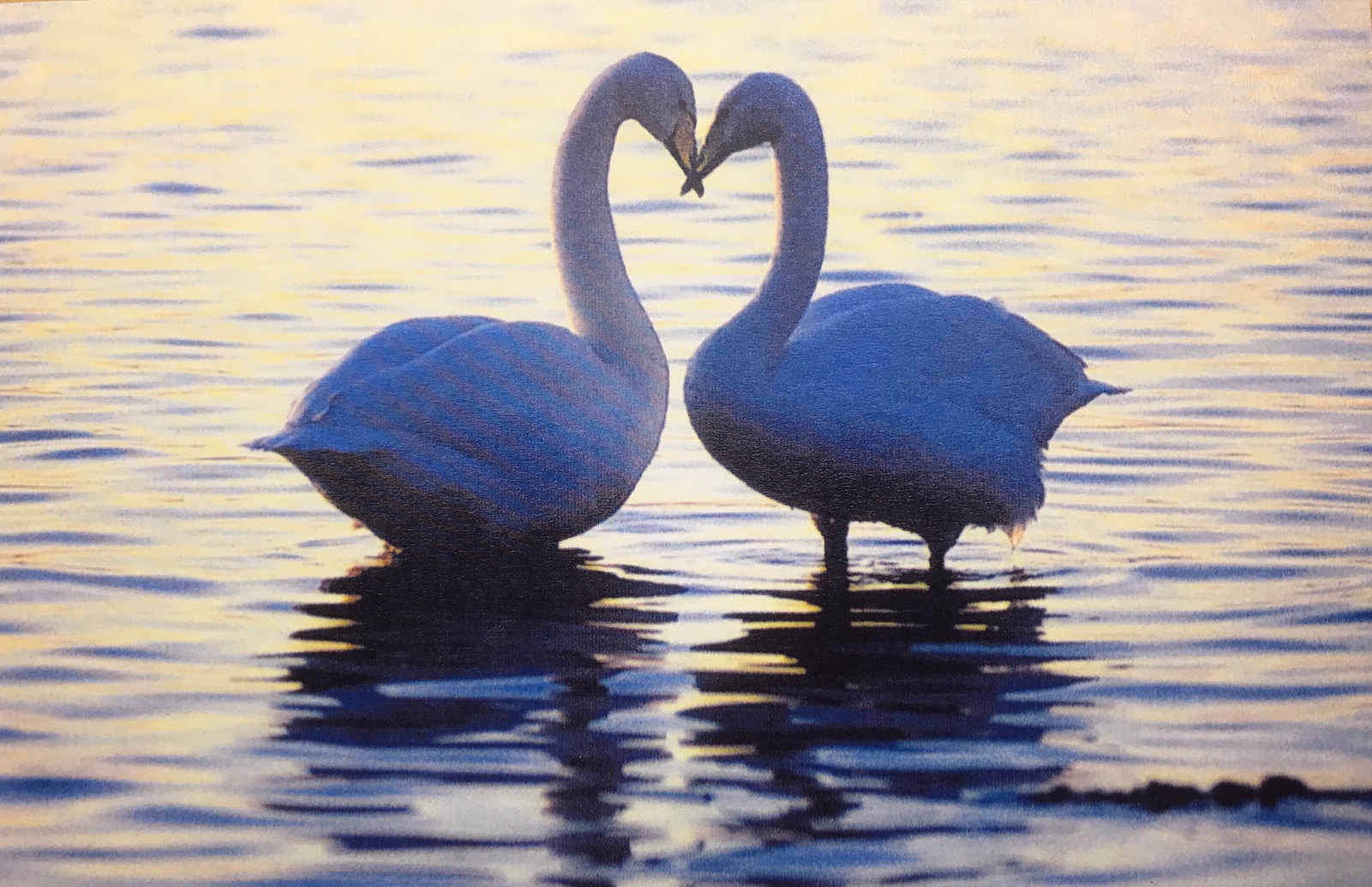 salut d’amour: Bewick swans at Slimbridge.