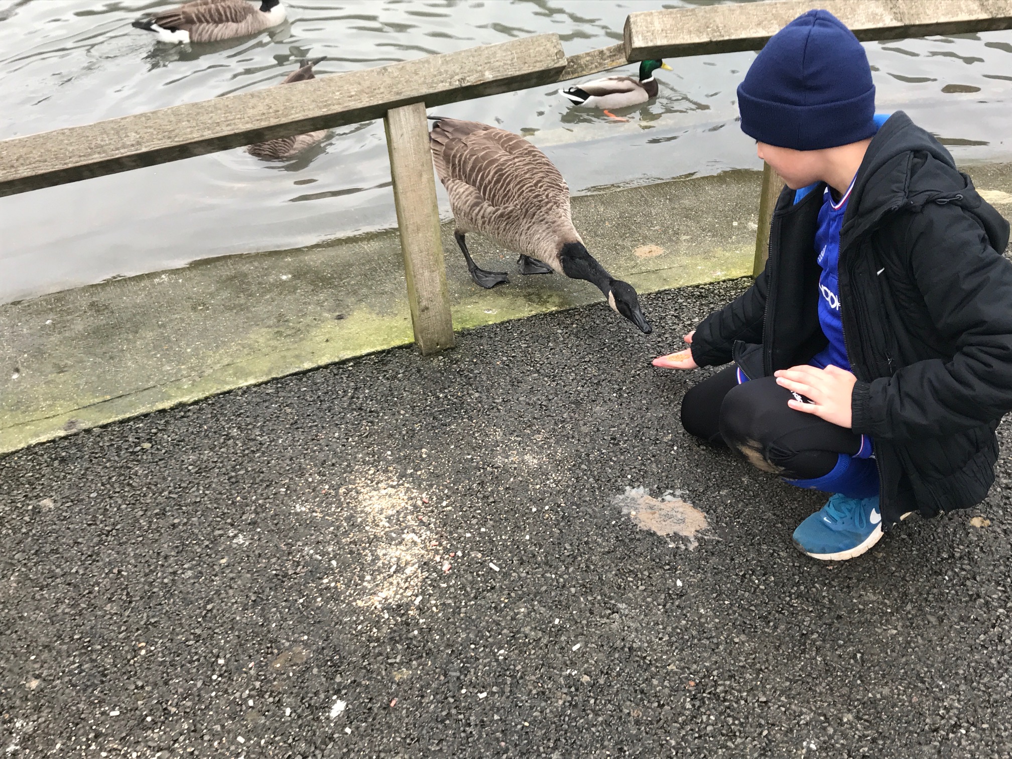 Cotswolds: Slimbridge.