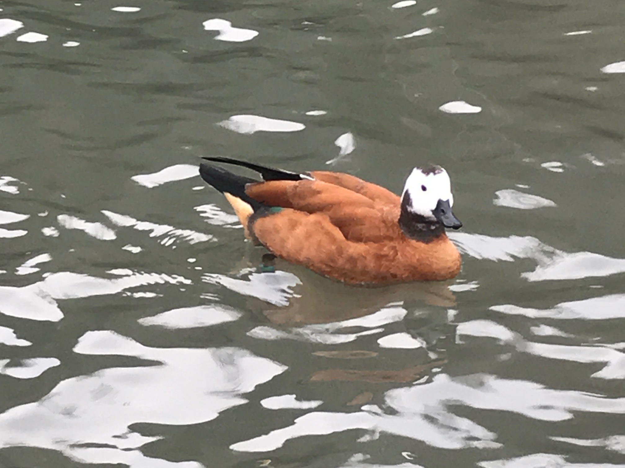 Cotswolds: Slimbridge.