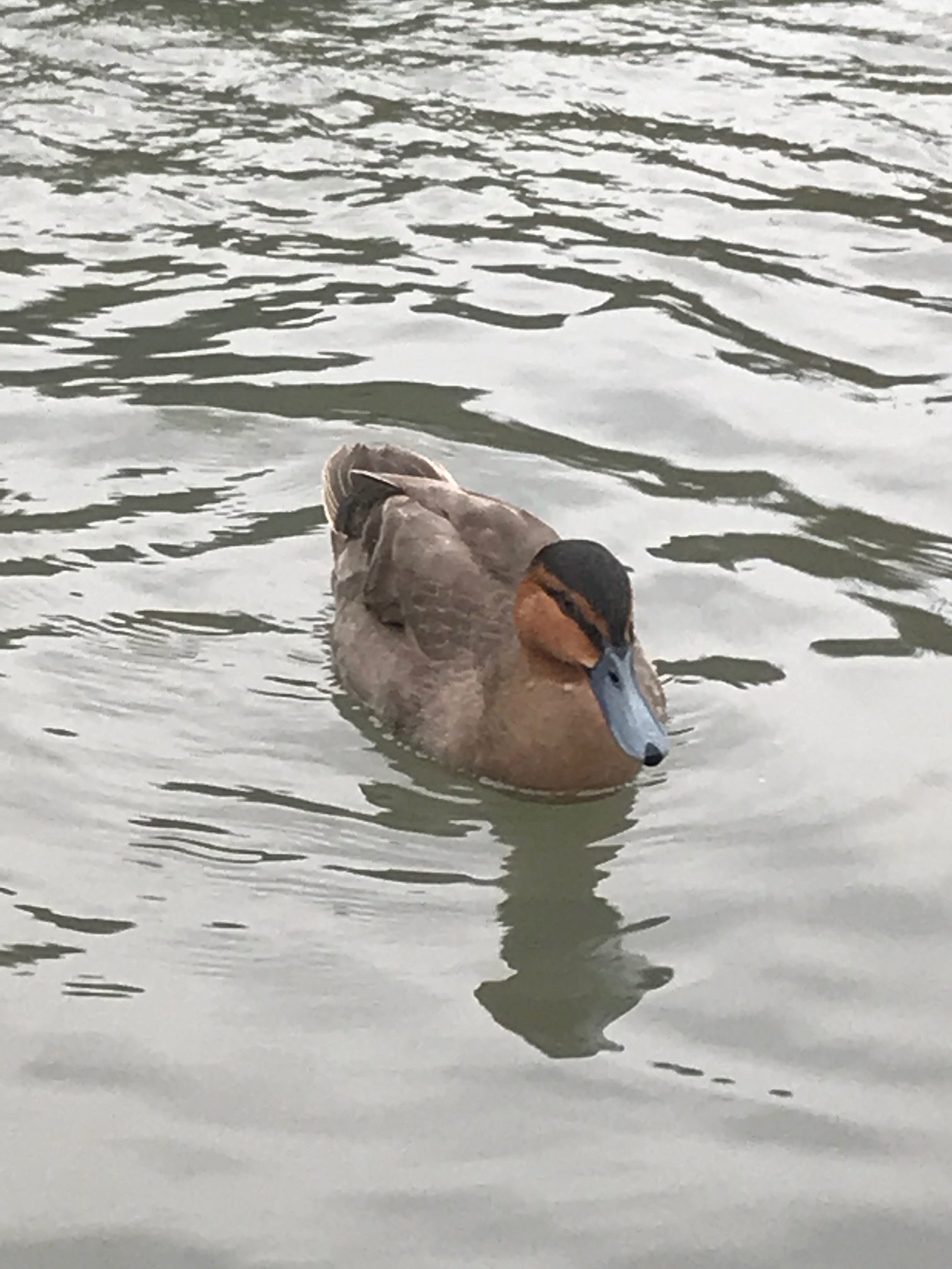 Cotswolds: Slimbridge.