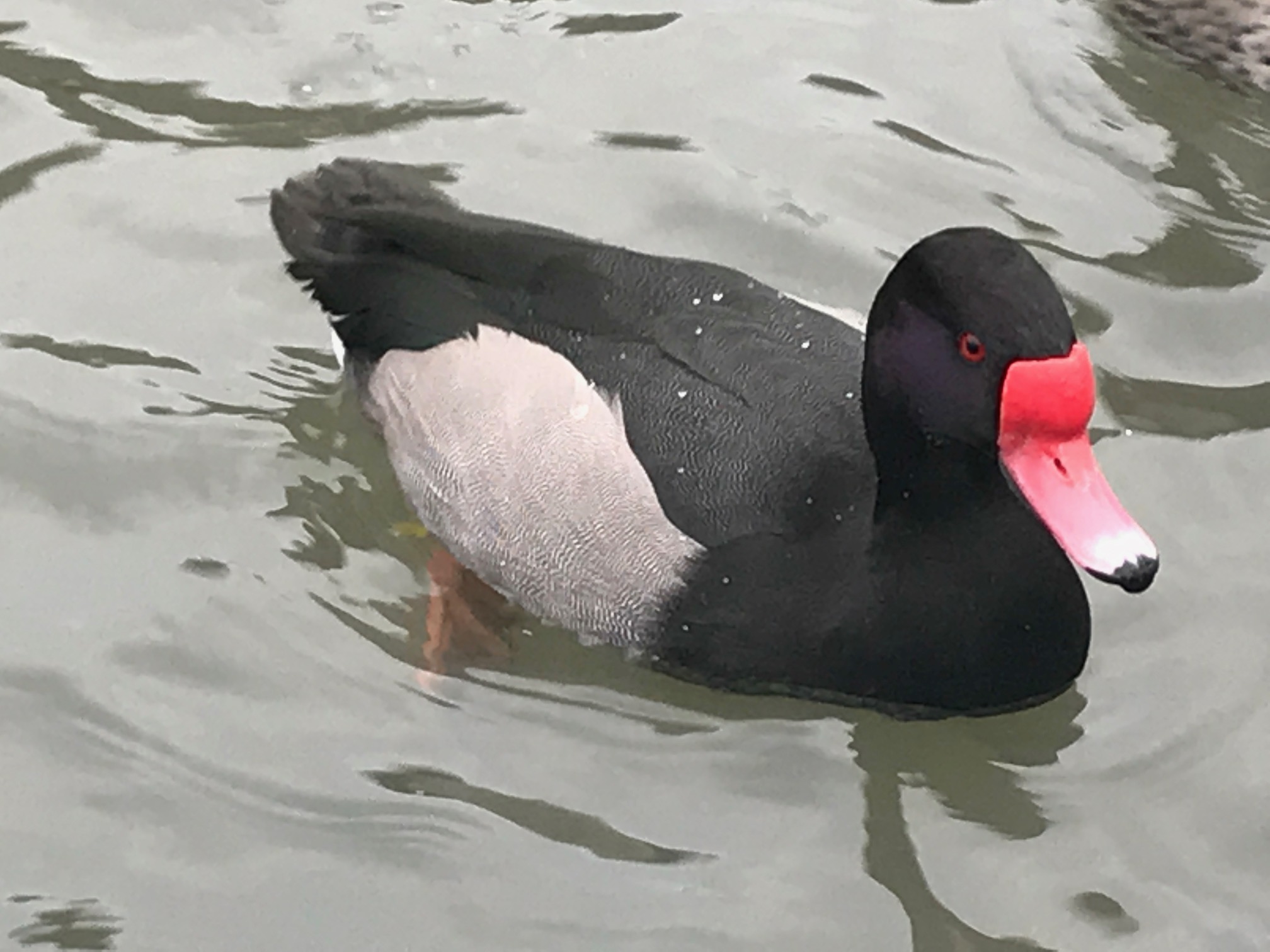 Cotswolds: Slimbridge.