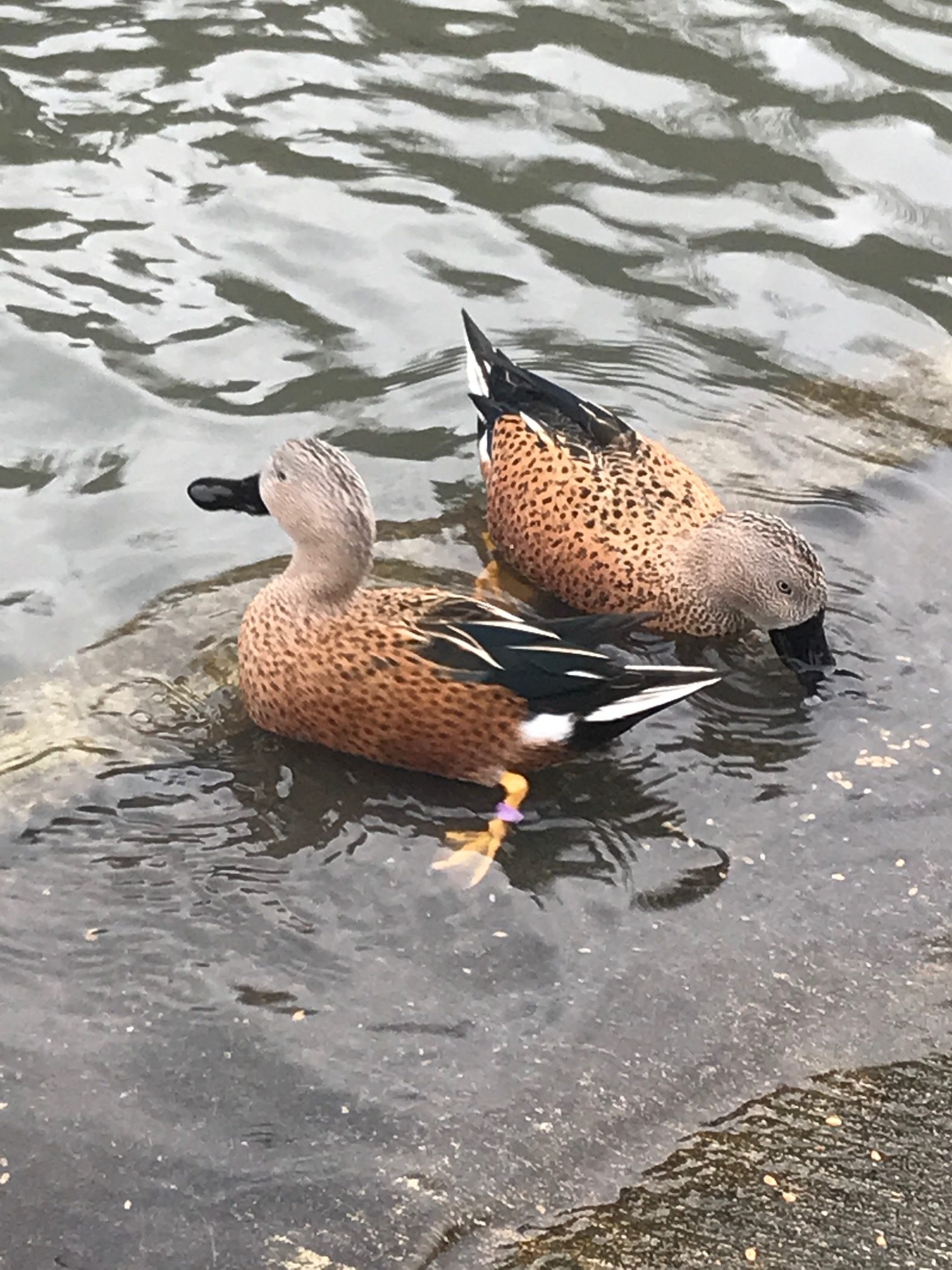 Cotswolds: Slimbridge.