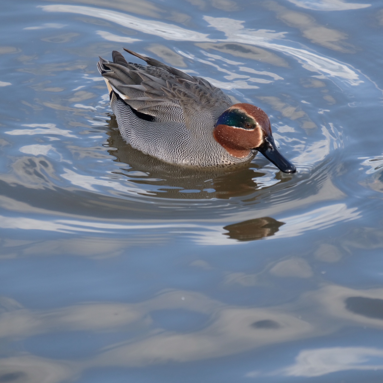 Cotswolds: Slimbridge.