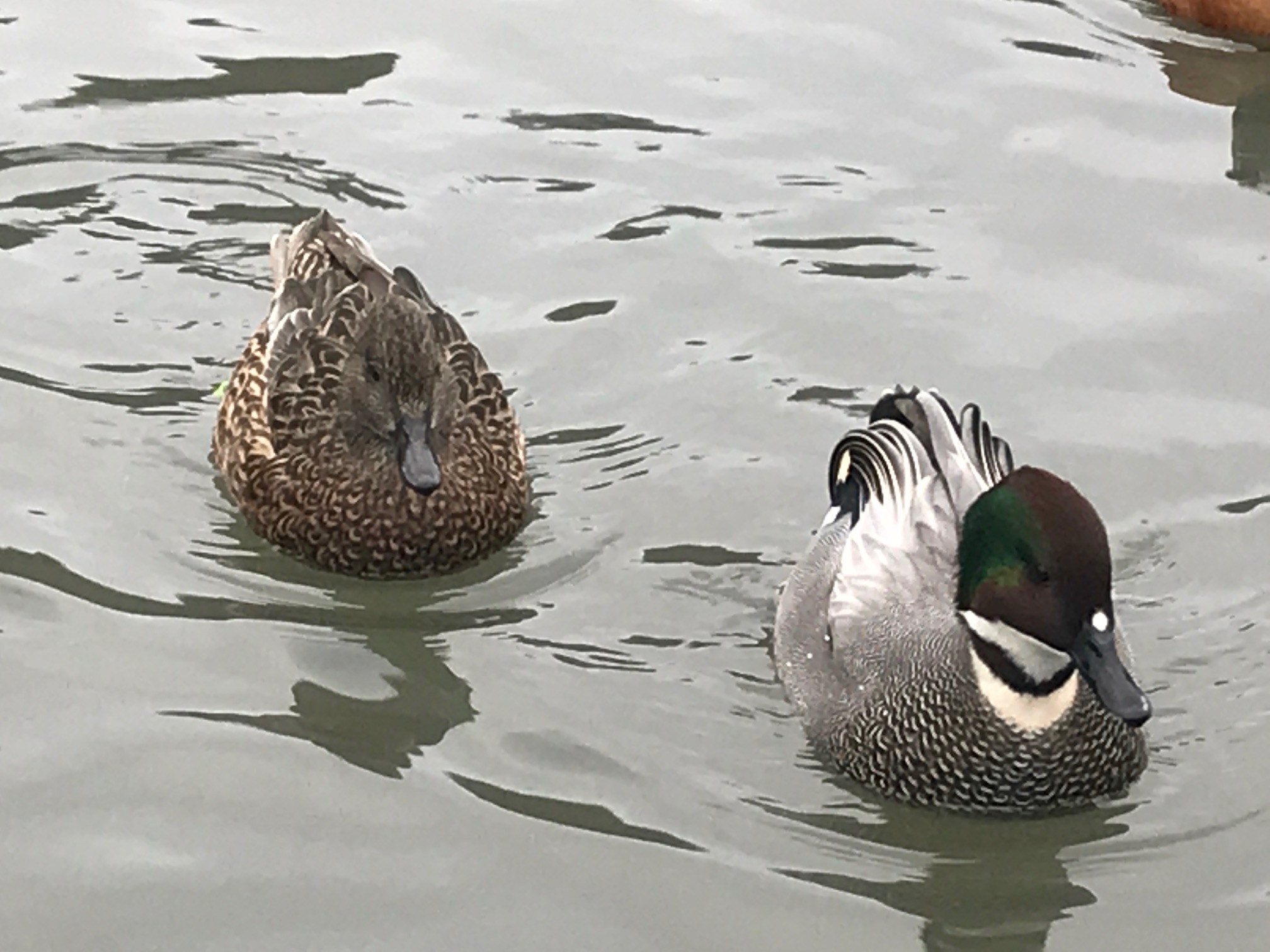 Cotswolds: Slimbridge.