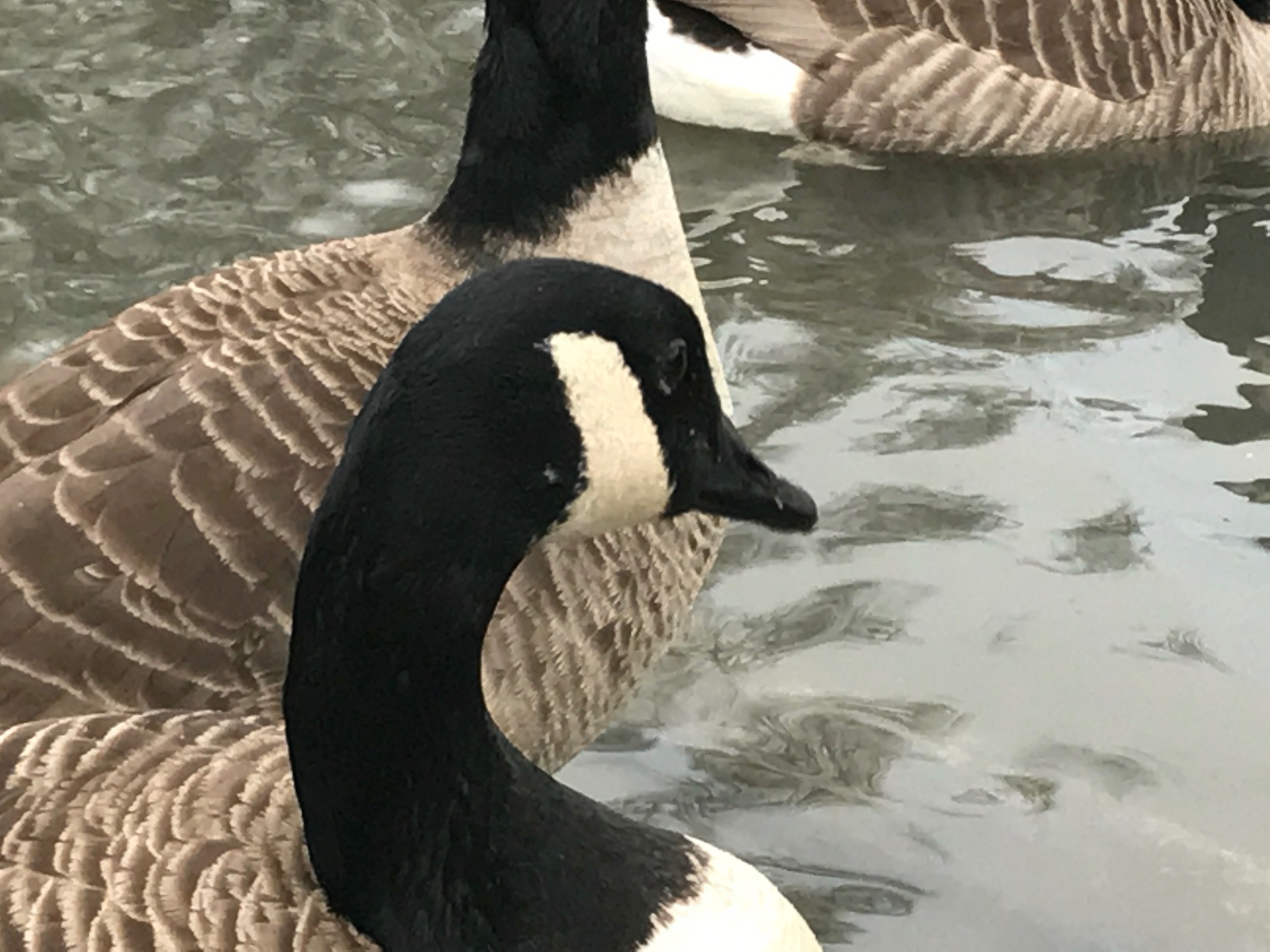 Cotswolds: Canada Goose.