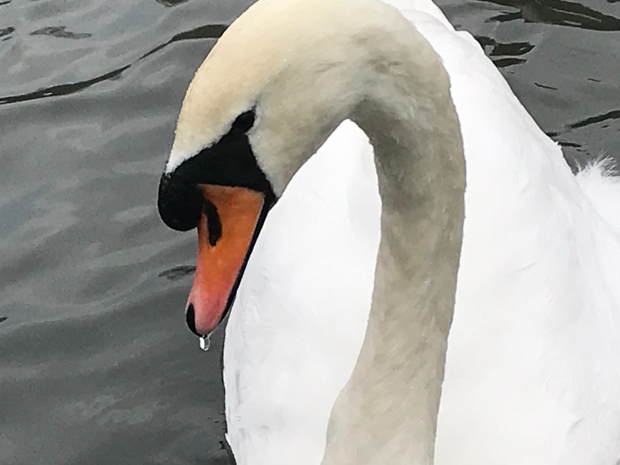 Cotswolds: Mute Swan.