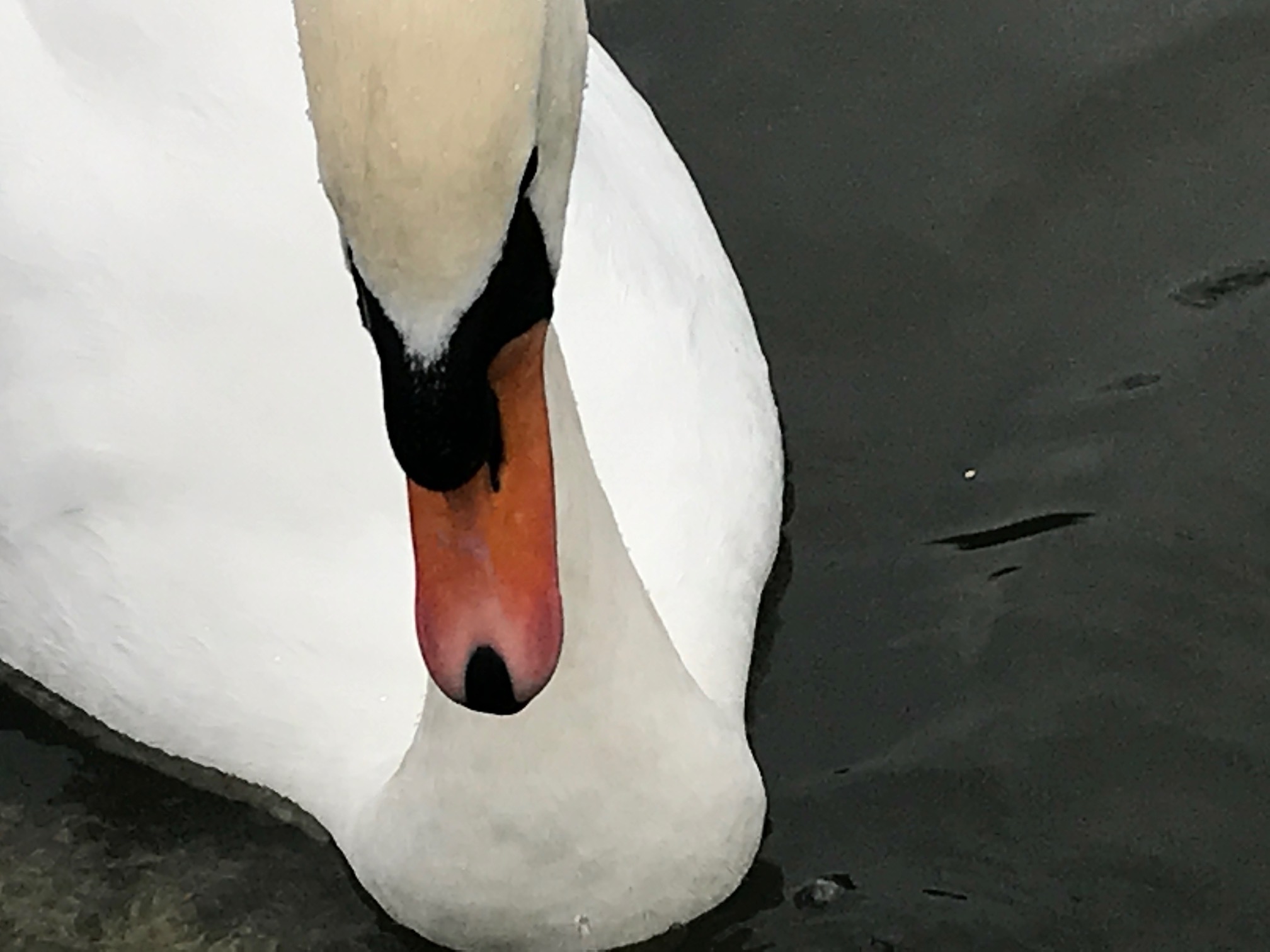 Cotswolds: Mute Swan.
