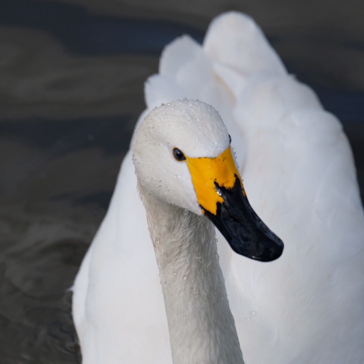 Cotswolds: Bewick Swan.