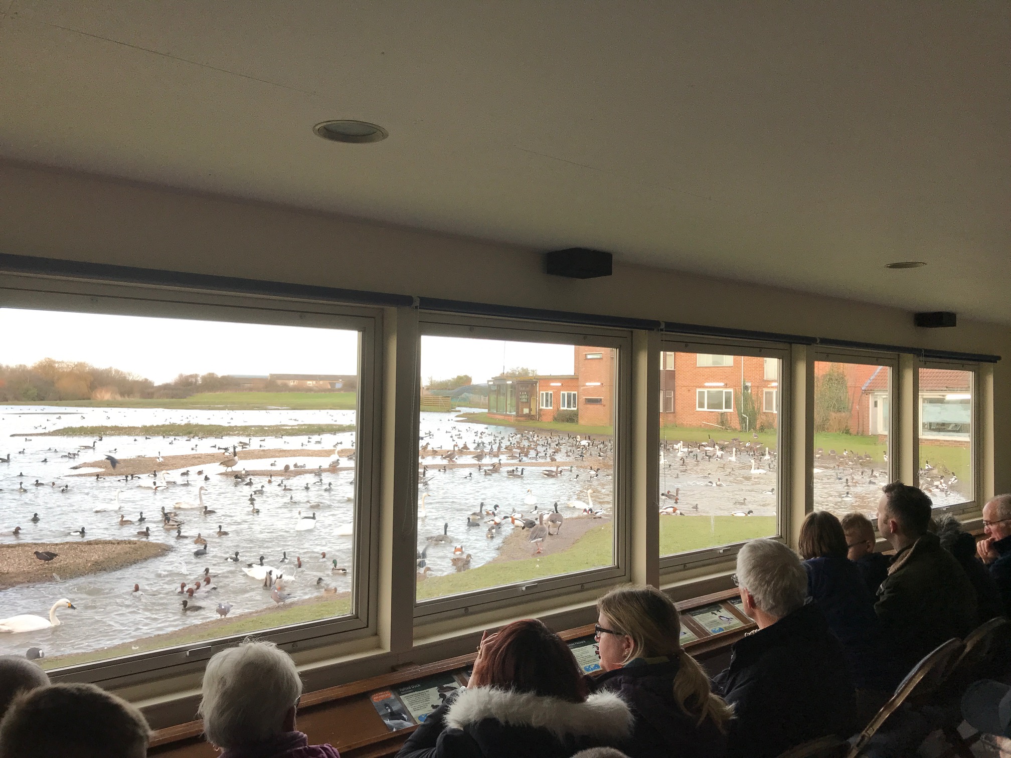 Cotswolds: Swan Lake.