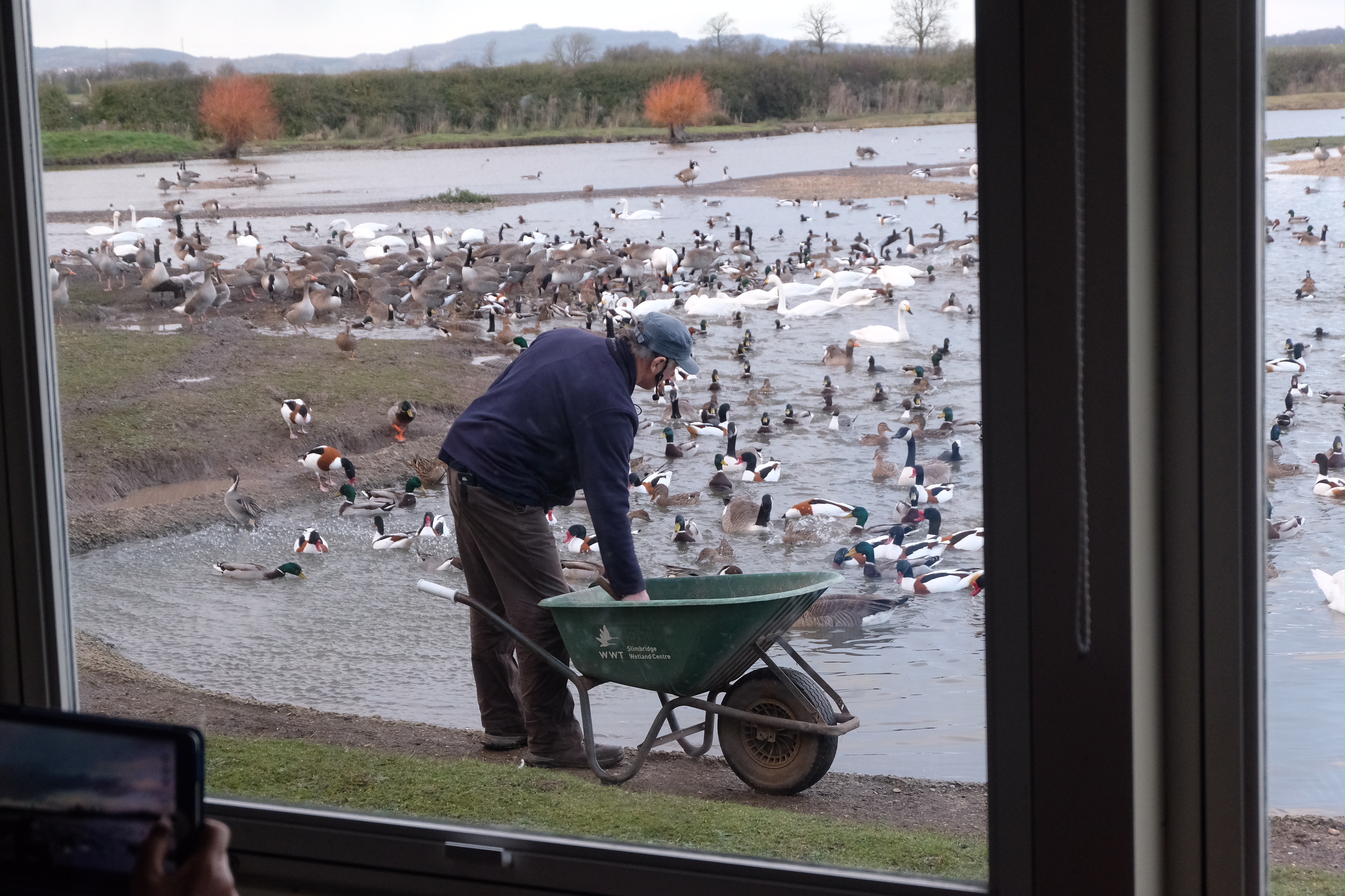 Cotswolds: Feeding time (with commentary).