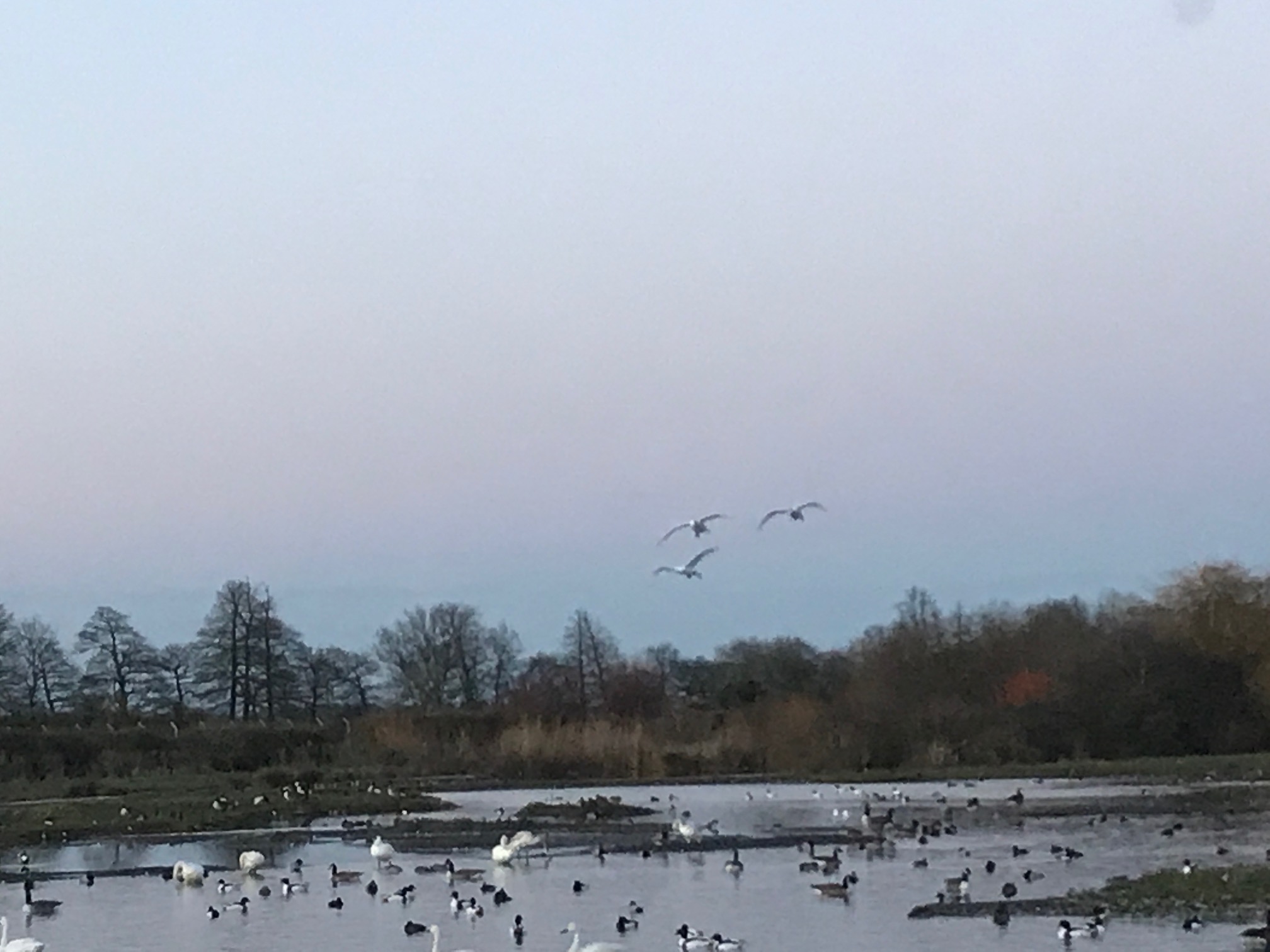 Cotswolds: A family of Bewick swans coming back for the night. The hide now just me and Bobby.