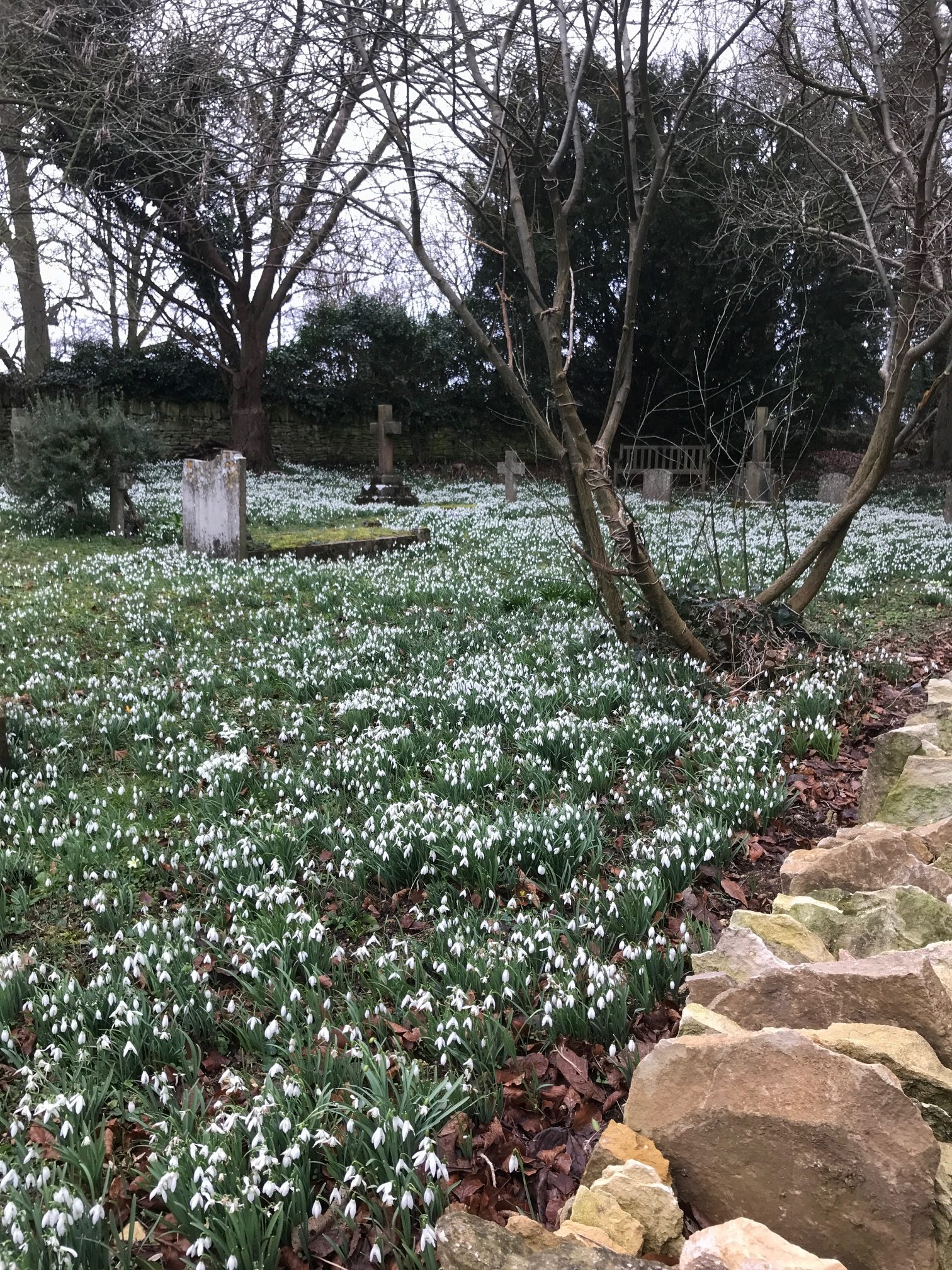 Cotswolds: Snowdrops at St John's, Edge.