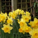 Daffodil Background