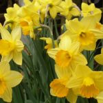 Daffodil Background