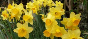 Daffodil Background