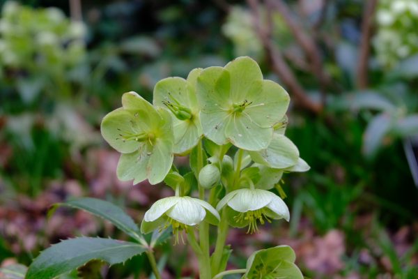 Just Two Hours: Hellebores.