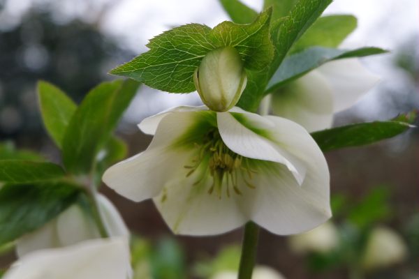 Just Two Hours: Hellebores.