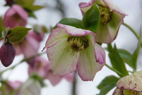 Just Two Hours: Hellebores.