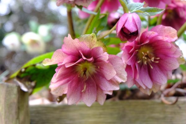 Just Two Hours: Hellebores.