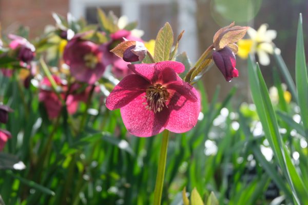 Just Two Hours: Hellebores.