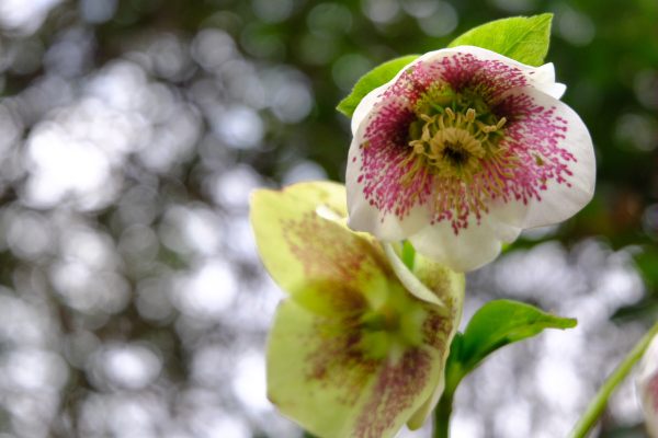 Just Two Hours: Hellebores.