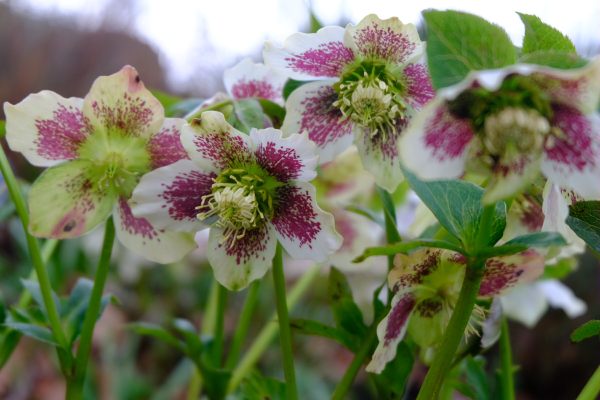 Just Two Hours: Hellebores.