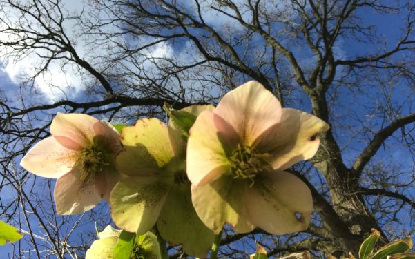 Just Two Hours: Hellebores.