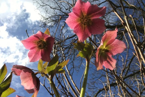 Just Two Hours: Hellebores.