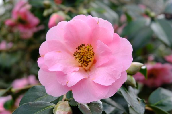 Just Two Hours: Camellias.