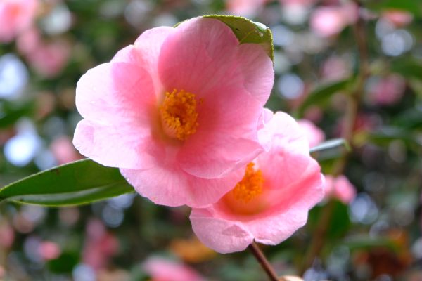 Just Two Hours: Camellias.