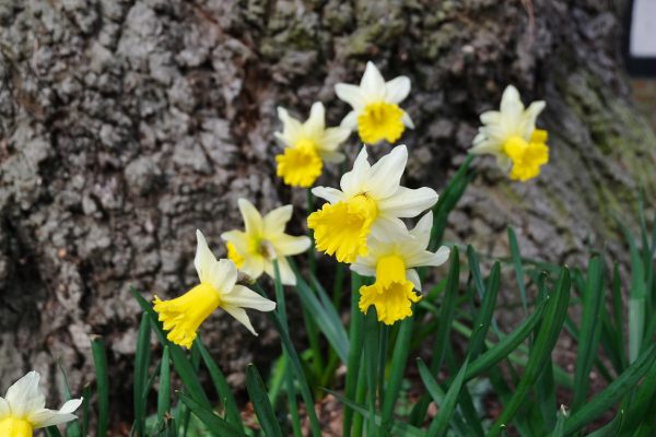 Just Two Hours: Early daffodils.
