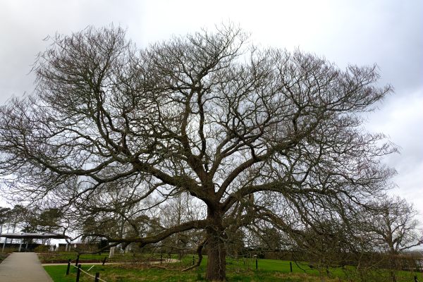 Just Two Hours: Indian bean tree.