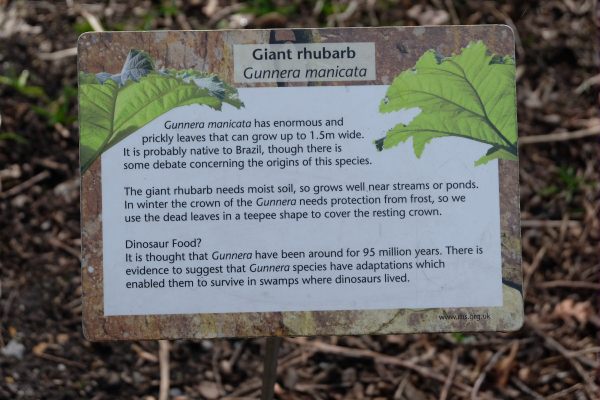 Just Two hours: Information on the Giant Rhubarb - Gunnera Manicata.