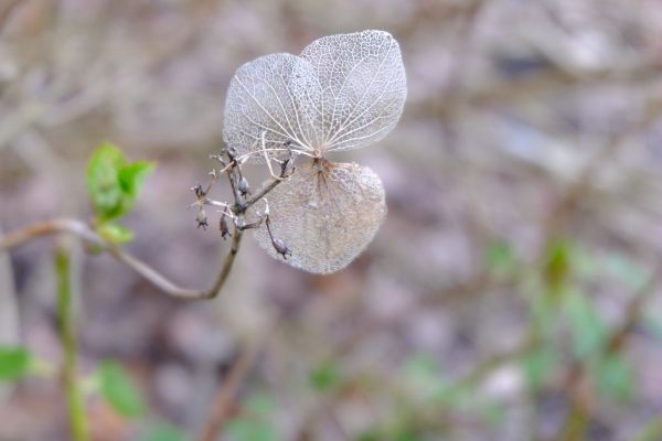 Just Two Hours: Seedheads from last summer.