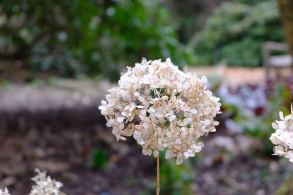 Just Two Hours: Seedheads from last summer.