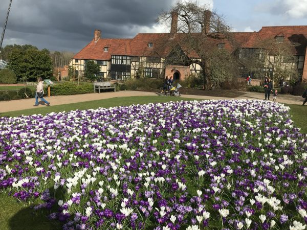 Just Two Hours: 140,000 crocuses. I counted each and every one! Hahahaha.