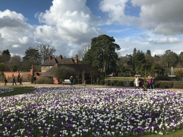 Just Two Hours: 140,000 Crocuses.