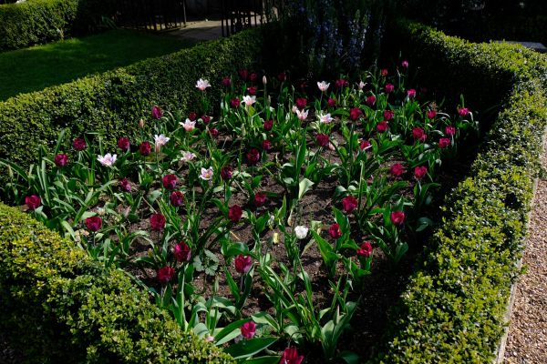 Dunsborough Park Garden: Glorious Tulip Bed.