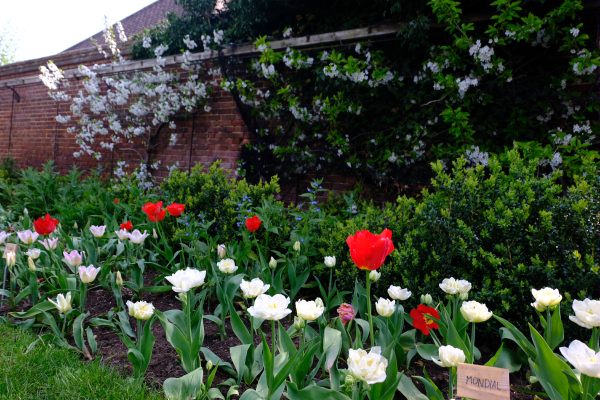 Dunsborough Park Gardens: More Tulips Blooms.
