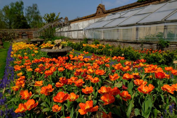 Dunsborough Park Gardens: Ah. More Tulips. Just look at that colour!