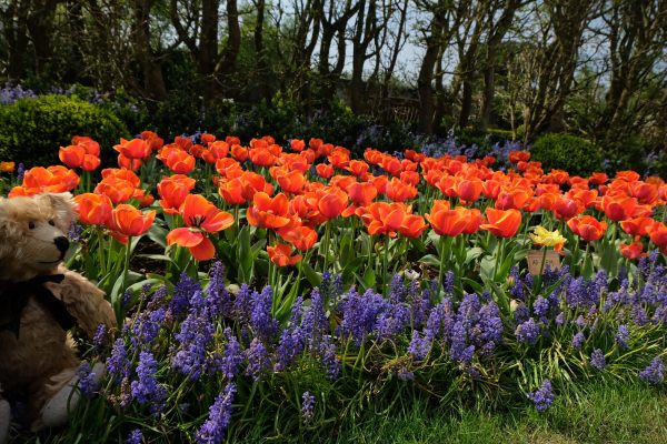 Dunsborough Park Gardens: Glorious orange tulips set off by an edging of muscari (grape hyancinths).