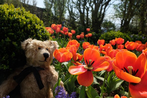 Dunsborough Park Gardens: Think the orange ones are my favourites.