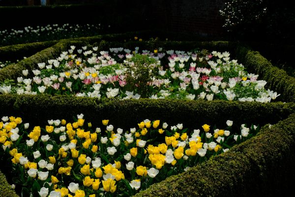 Dunsborough Park Gardens: More multi-coloured tulip artwork.