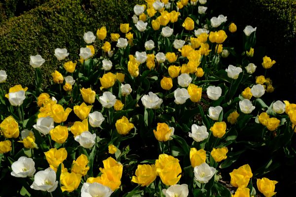 Dunsborough park Gardens: More yellow and white tulips.