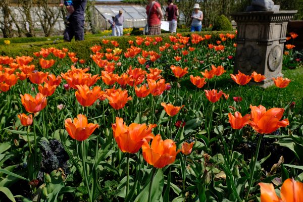 Dunsborough Park Gardens: Orange tulips again. Magnificent.